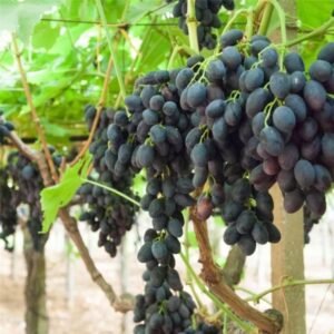 Szőlő (Vitis vinifera 'Nero')