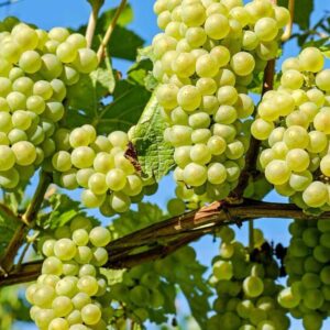 Szőlő (Vitis vinifera 'Palatina')