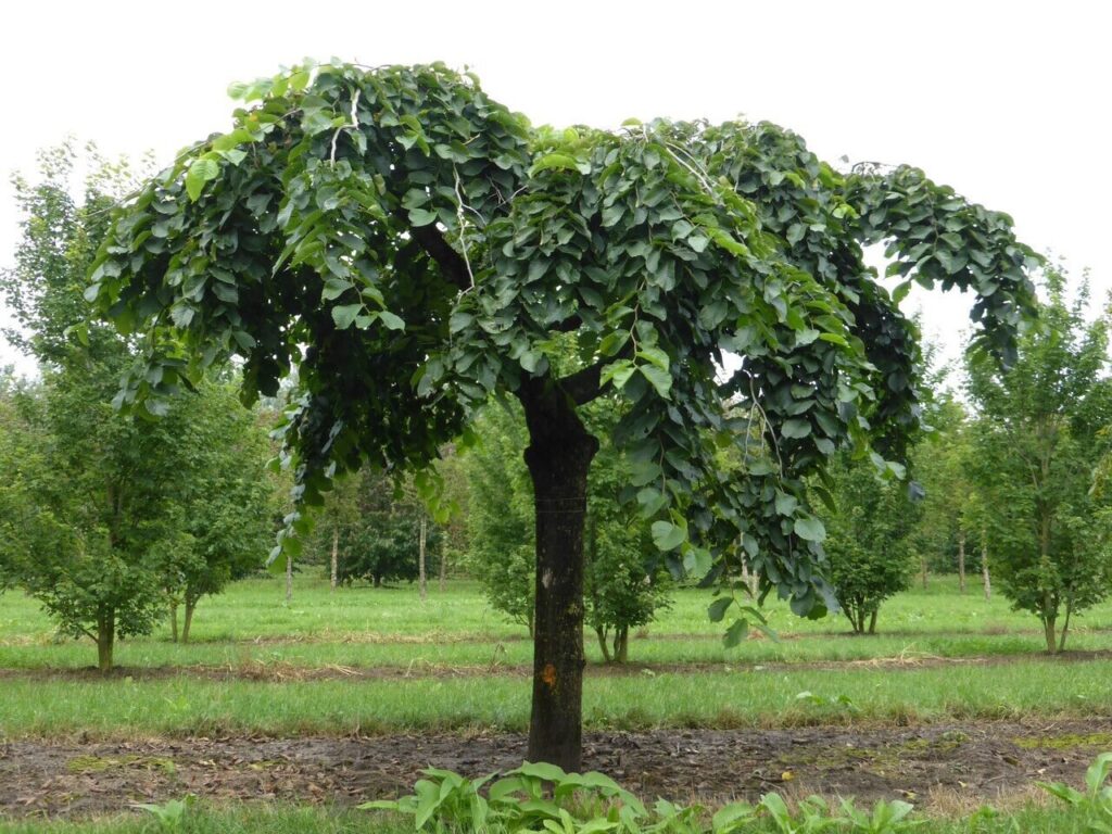 Szomorú szil (Ulmus glabra 'Camperdownii')