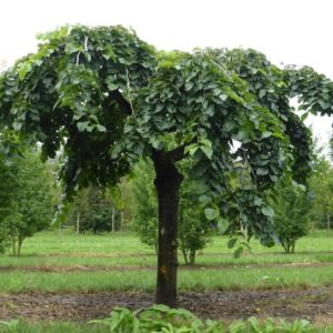 Szomorú szil (Ulmus glabra 'Camperdownii')
