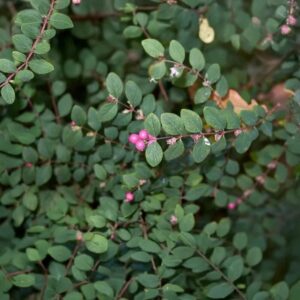 Talajtakaró hóbogyó (Symphoricarpos chenaultii 'Hancock')