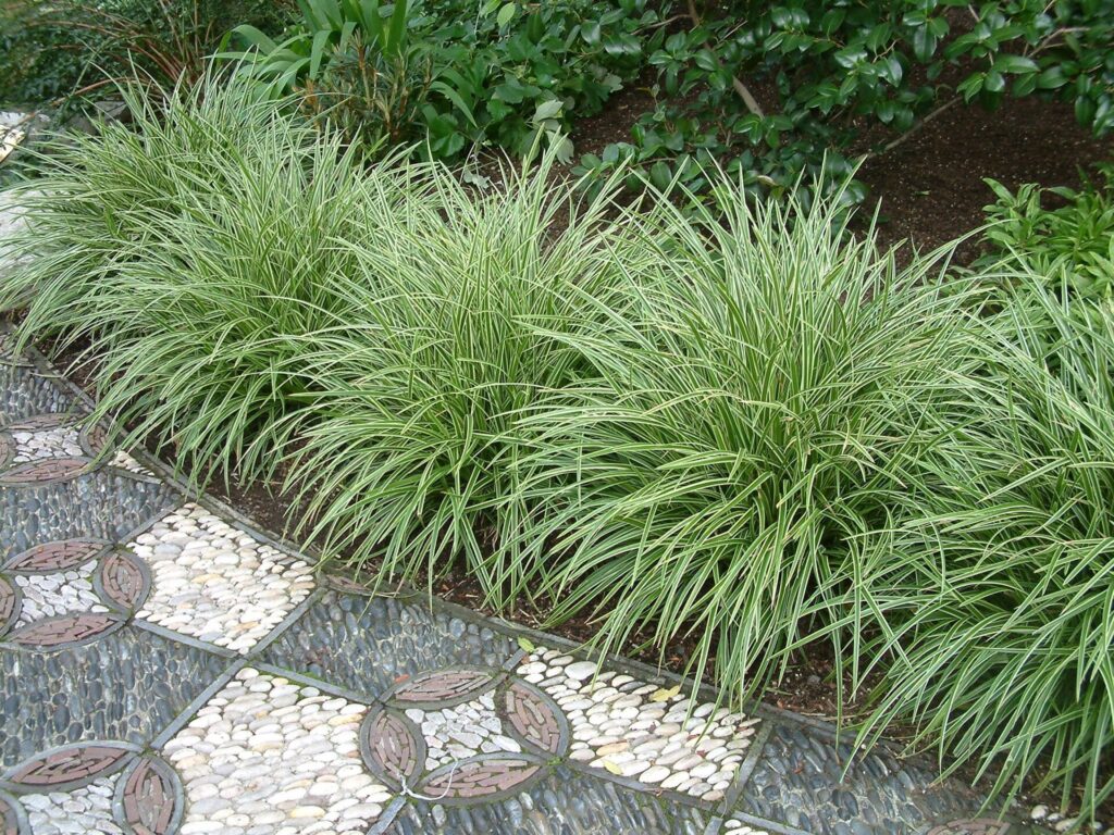 Tarka japán sás (Carex morrowii 'Variegata')