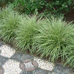Tarka japán sás (Carex morrowii 'Variegata')