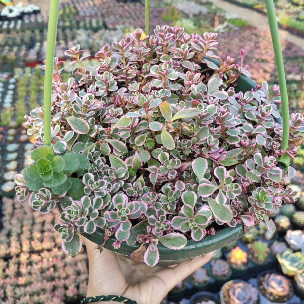 Tarka kaukázusi varjúháj (Sedum spurium 'Tricolor')