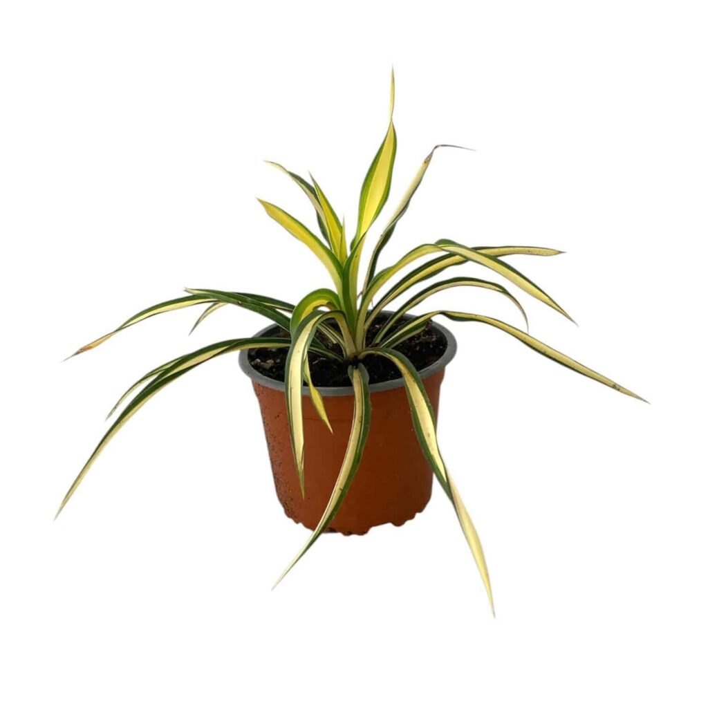 Tarka pálmaliliom (Yucca filamentosa 'Color Guard')