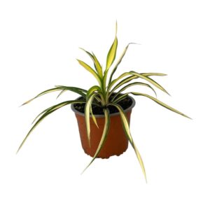 Tarka pálmaliliom (Yucca filamentosa 'Color Guard')