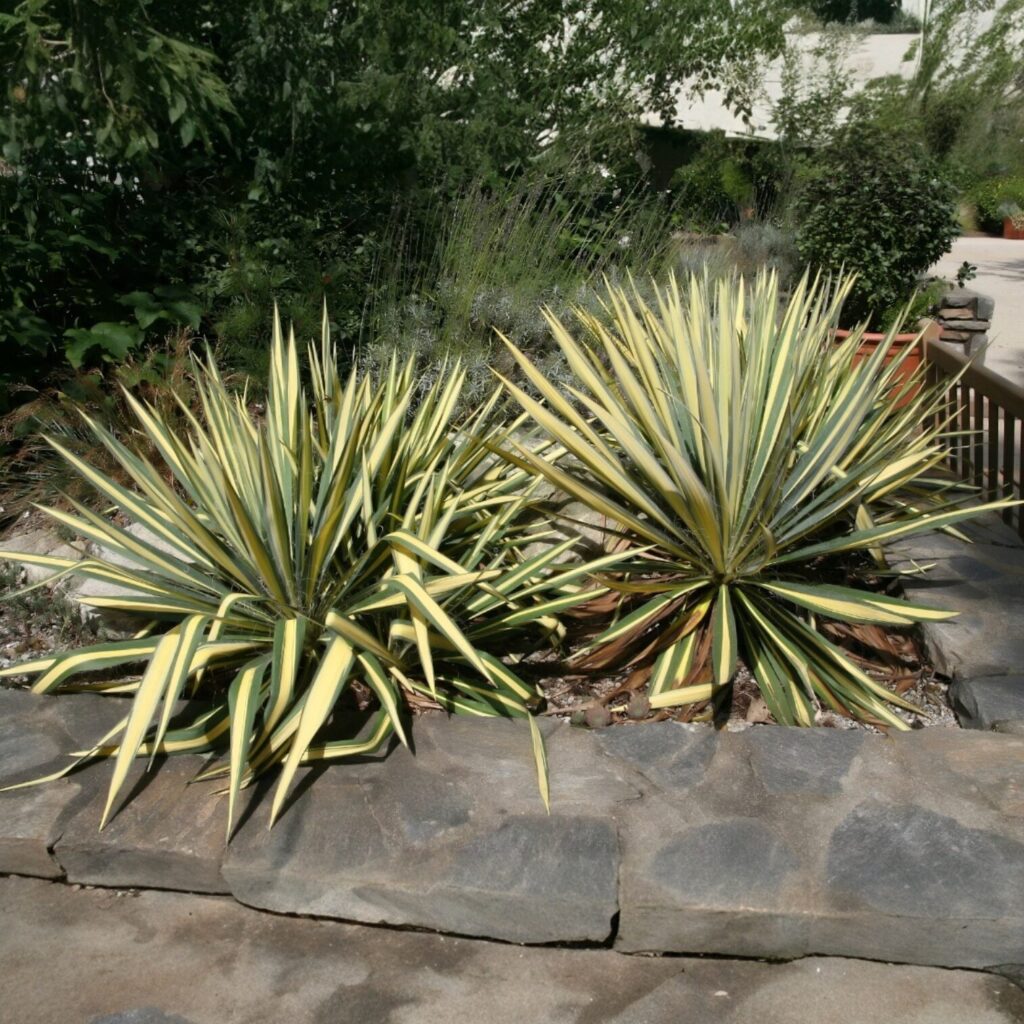 Tarka pálmaliliom (Yucca filamentosa 'Color Guard')
