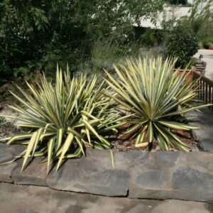 Tarka pálmaliliom (Yucca filamentosa 'Color Guard')