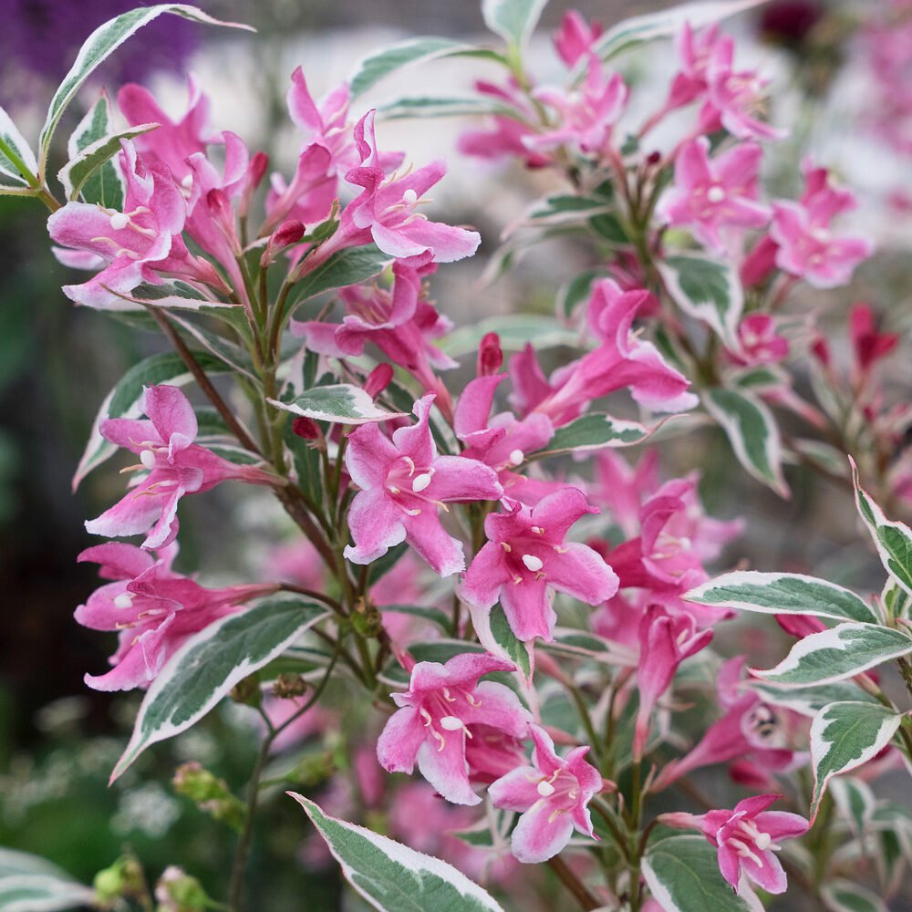 Tarka rózsalonc (Weigela florida 'Variegata')