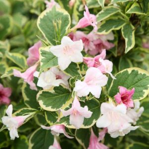 Tarkalevelű töpedett lonc (Weigela florida 'Nana Variegata')