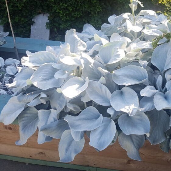 Télálló hamvaska (Senecio 'Angel Wings')
