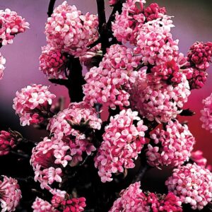 Téli bangita (Viburnum bodnantense 'Dawn')