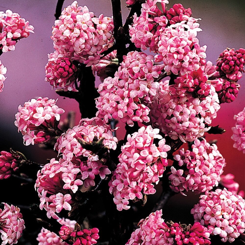 Téli bangita (Viburnum bodnantense 'Dawn')