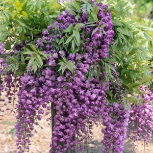 Telt sötétlila virágú lilaakác (Wisteria floribunda 'Black Dragon')