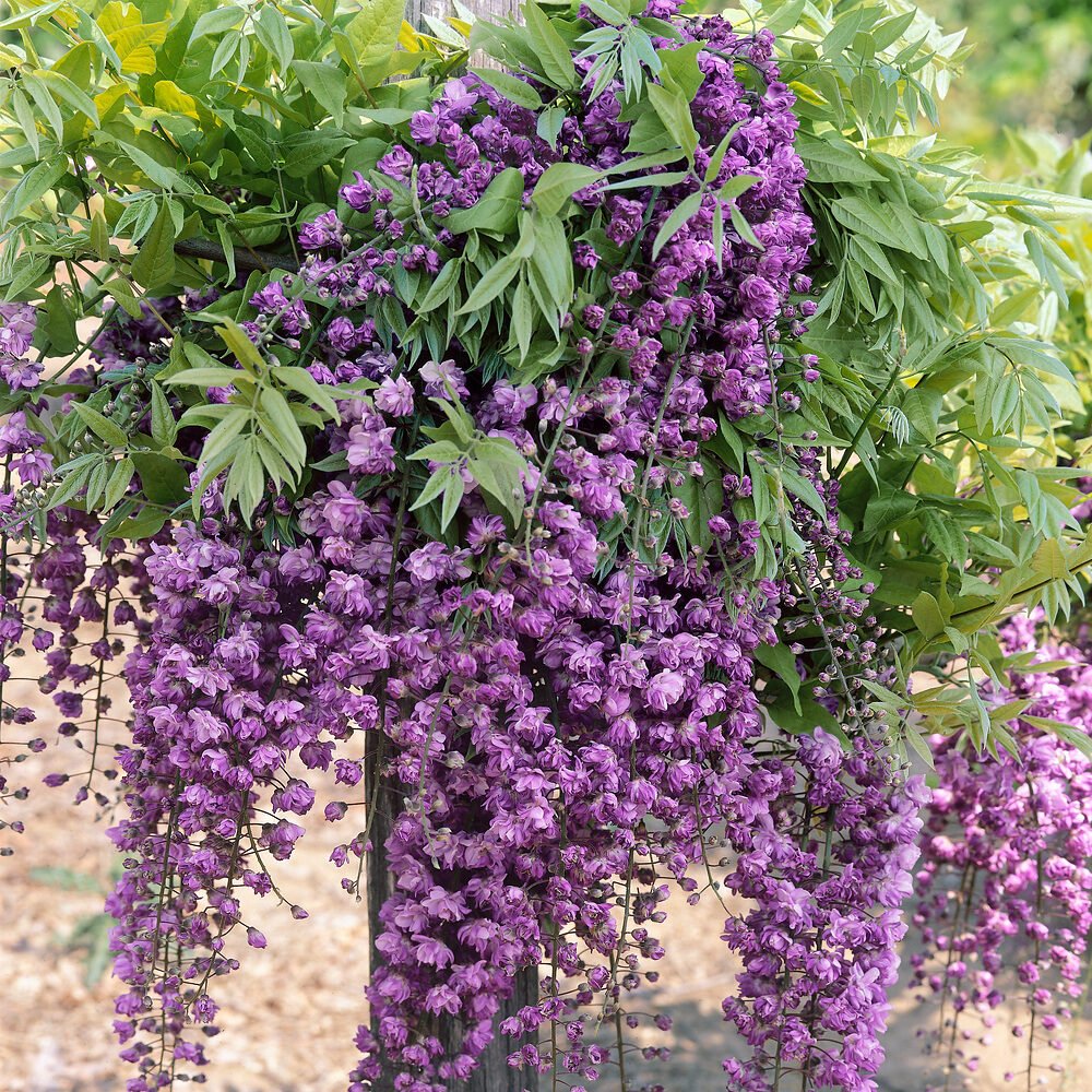 Telt sötétlila virágú lilaakác (Wisteria floribunda 'Black Dragon')