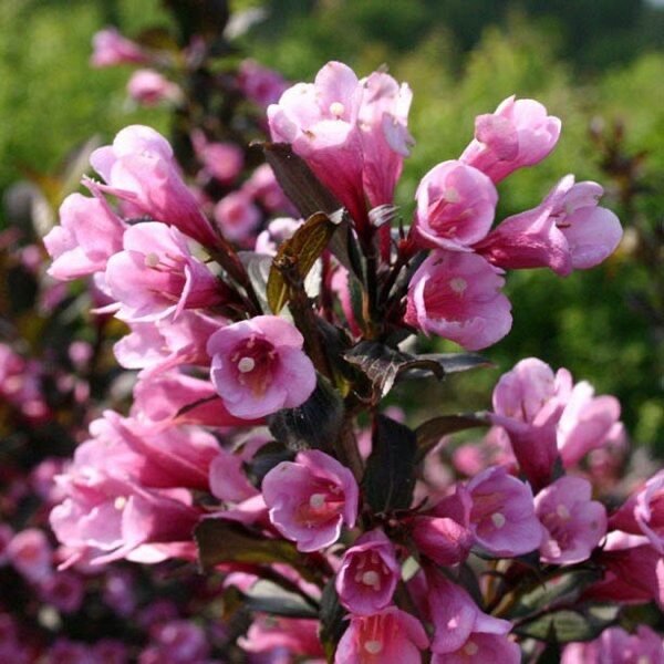 Törpe bordó levelű rózsalonc (Weigela florida 'Nana Purpurea')