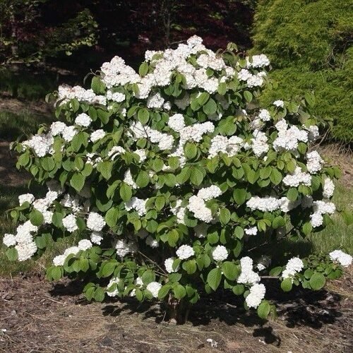 Törpe kányabangita (Viburnum opulus 'Nanum')