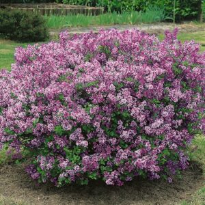 Törpe orgona (Syringa meyeri 'Palibin')