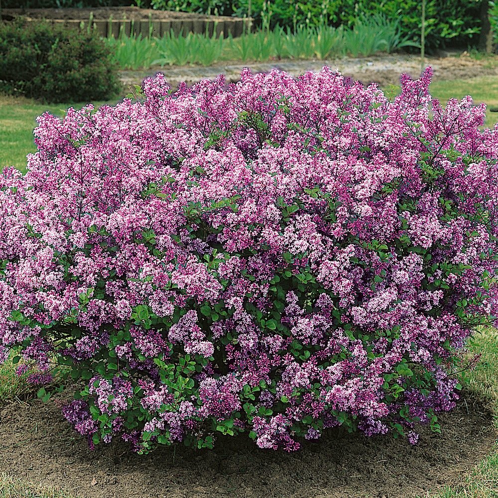 Törpe orgona (Syringa meyeri 'Palibin')