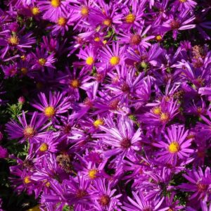 Törpe őszirózsa (Aster dumosus 'Purple Diamond')