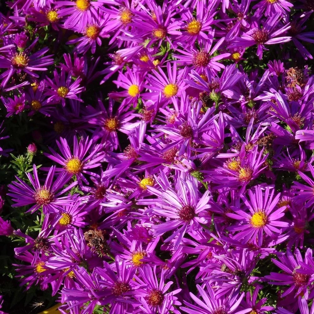 Törpe őszirózsa (Aster dumosus 'Purple Diamond')