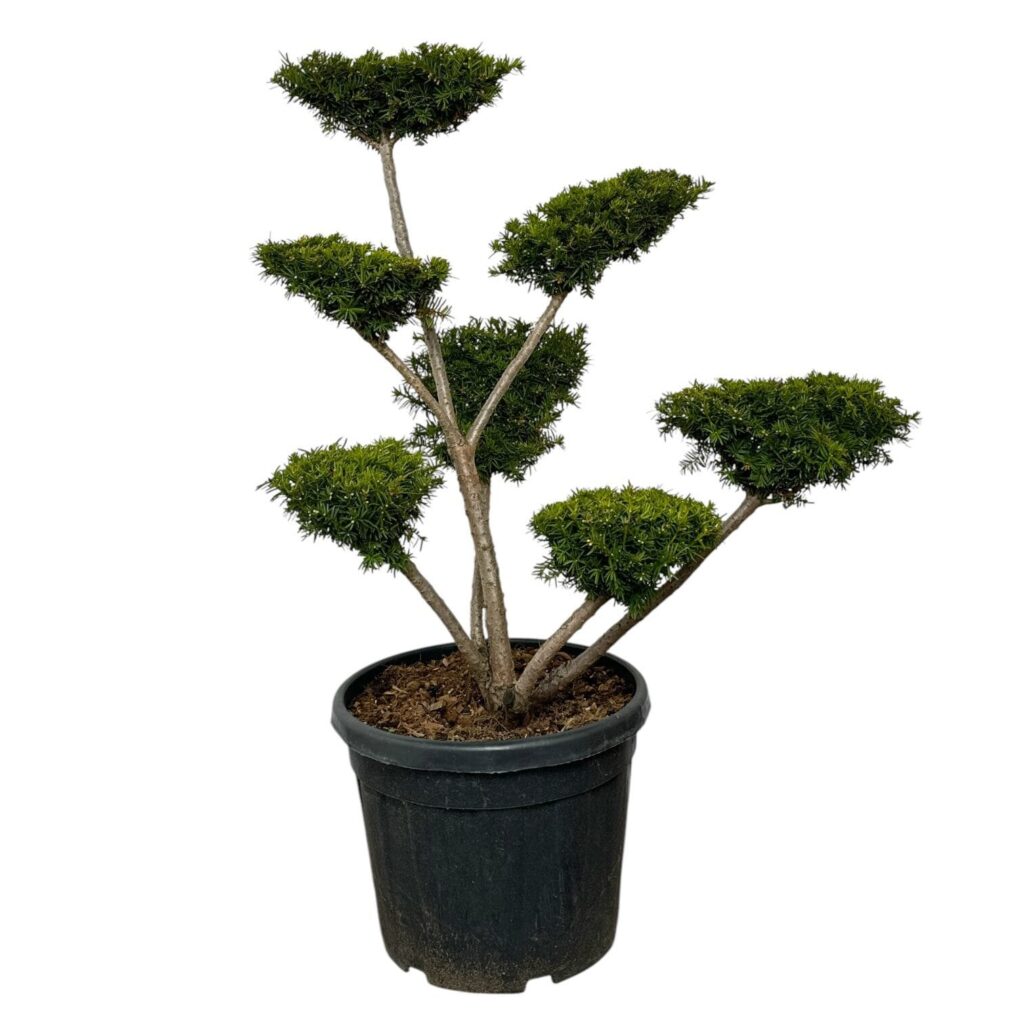 Törpe tiszafa (Taxus media 'Farmen')