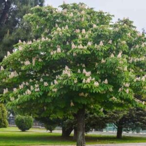 Vadgesztenye (Aesculus hippocastanum)