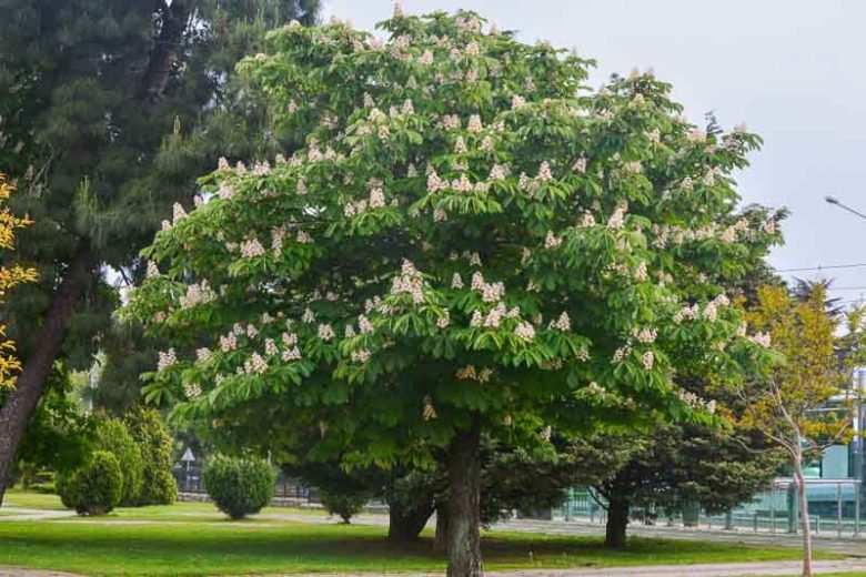 Vadgesztenye (Aesculus hippocastanum)