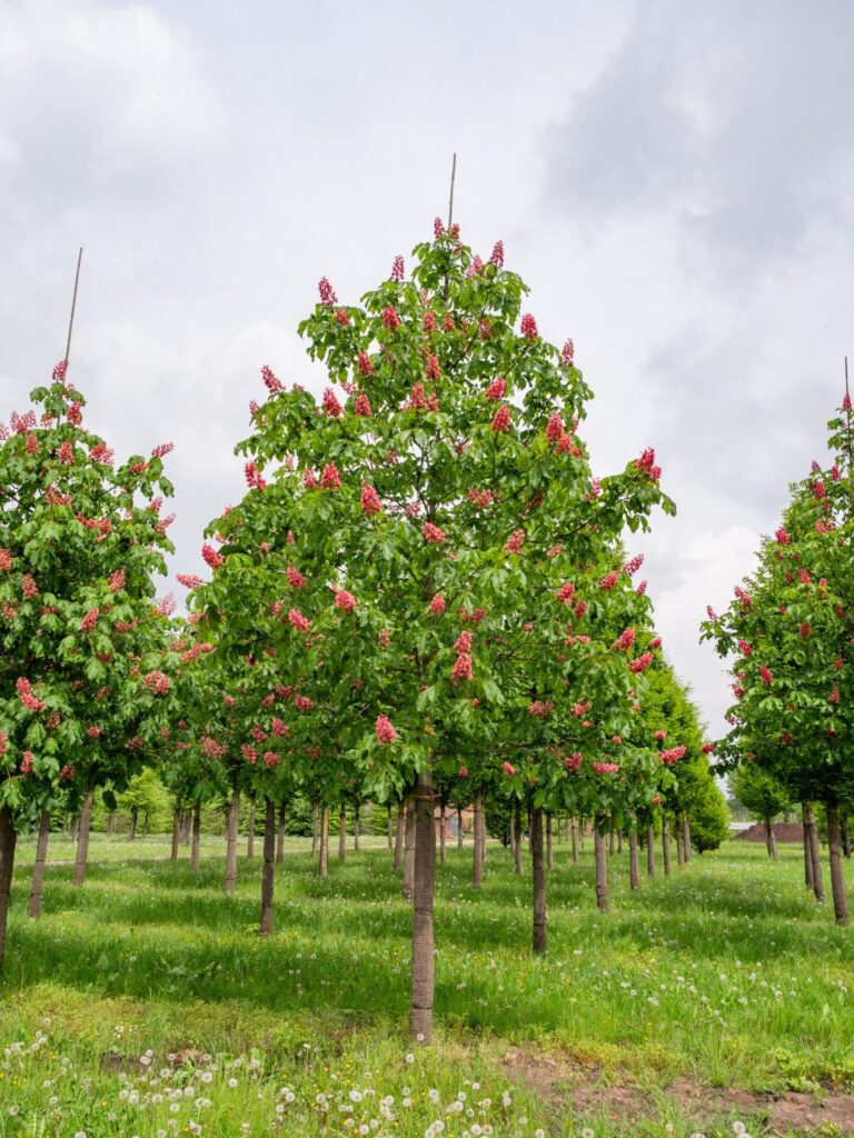 Vadgesztenye (Aesculus × briotii 'Kordes Select')