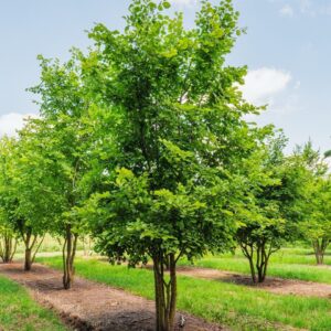 Vénic szil (Ulmus laevis)
