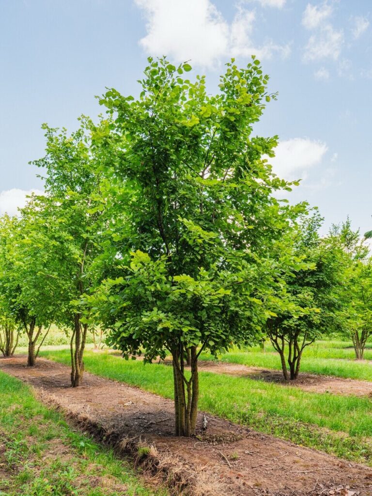 Vénic szil (Ulmus laevis)