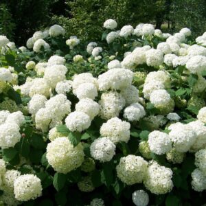 Viburnum opulus 'Roseum'