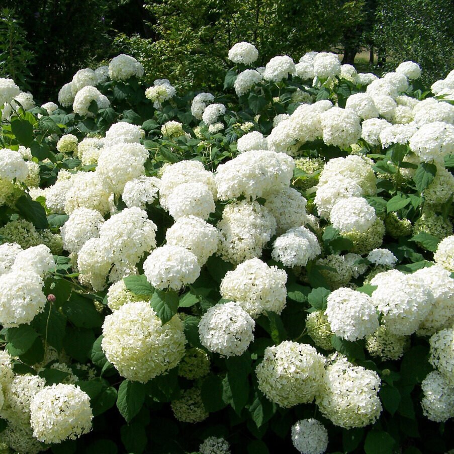 Viburnum opulus 'Roseum'