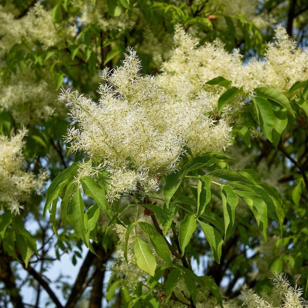 Virágos kőris (Fraxinus ornus 'Mecsek')