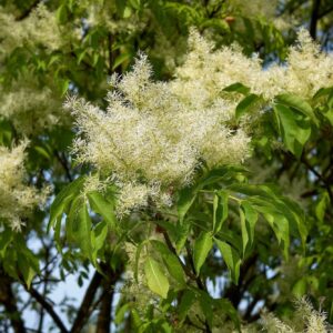 Virágos kőris (Fraxinus ornus 'Mecsek')