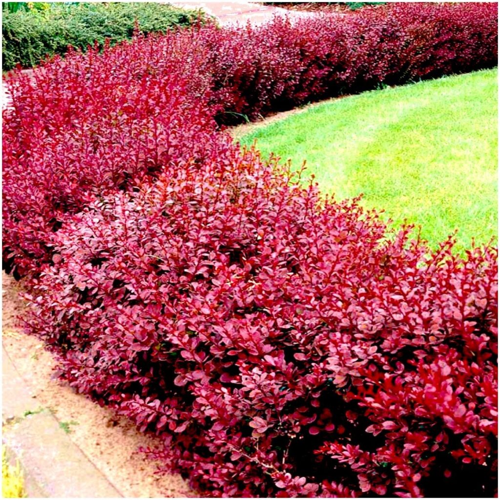Vörös levelű törpe japán borbolya (Berberis thunbergii 'Atropurpurea Nana')