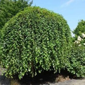 Vörös nyír (Betula nigra 'Summer Cascade')